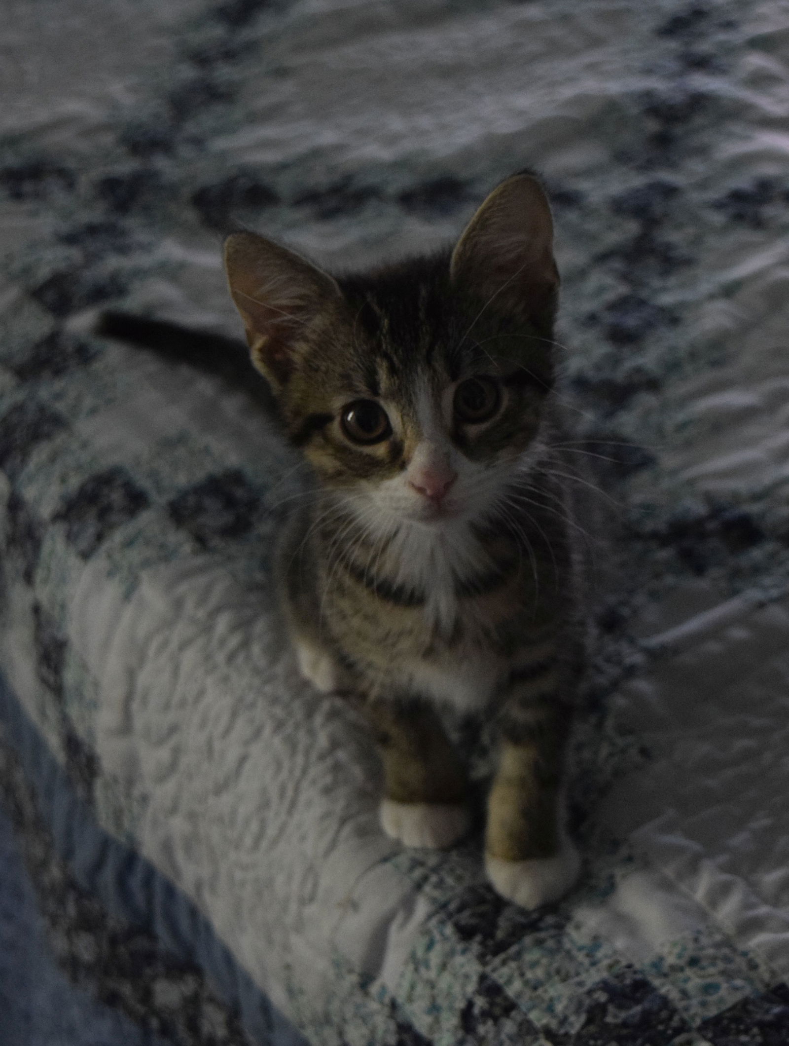 adoptable Cat in Olive Branch, MS named Diesel