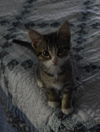 adoptable Cat in , MS named Diesel