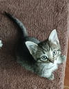 adoptable Cat in , MS named Genny
