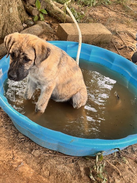 adoptable Dog in Horn Lake, MS named Zcl Piper