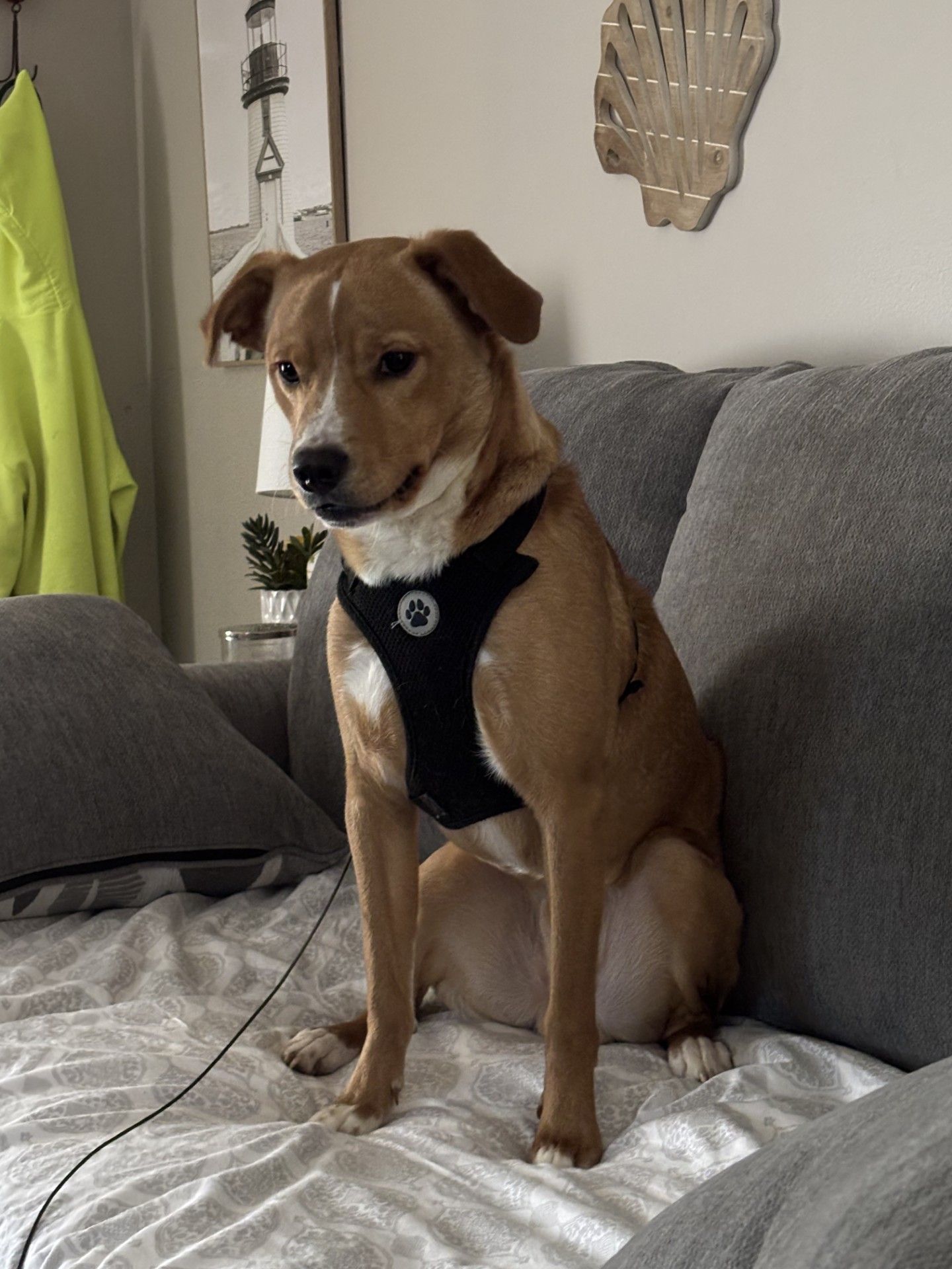 adoptable Dog in Horn Lake, MS named ZCL-D-Sparky