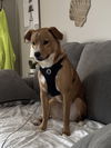 adoptable Dog in  named ZCL-D-Sparky