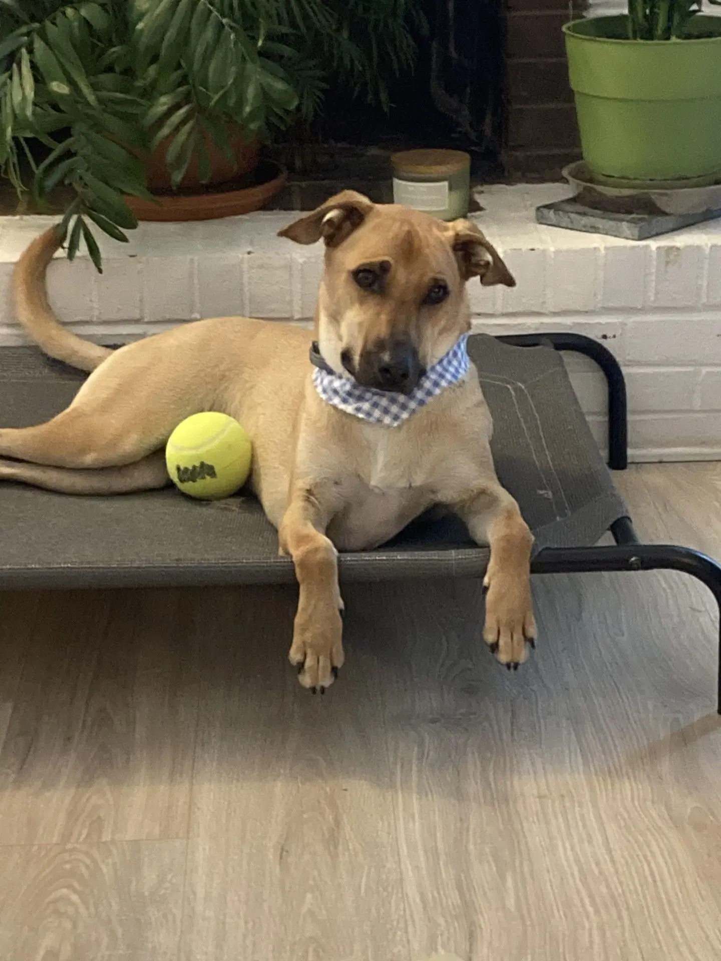 Zcl-D-Chappy - Black Mouth Cur