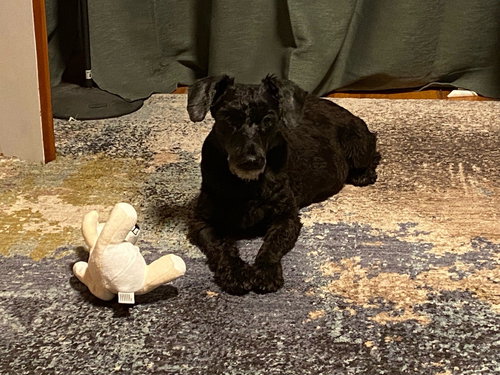 picture of the dog needing adoption