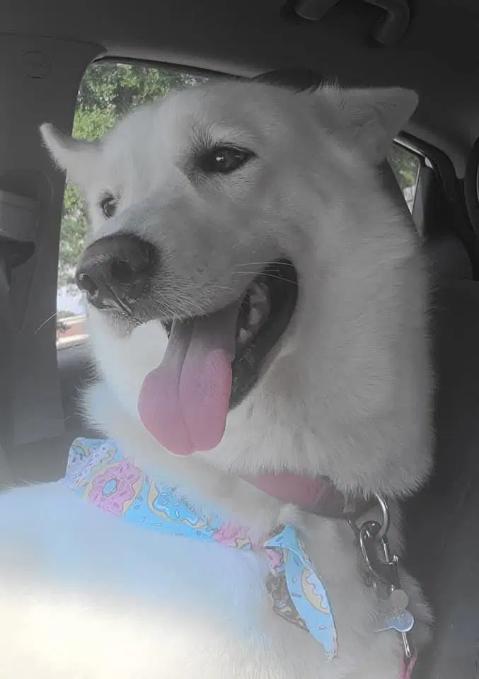 Zcl-D-Ghost - Husky