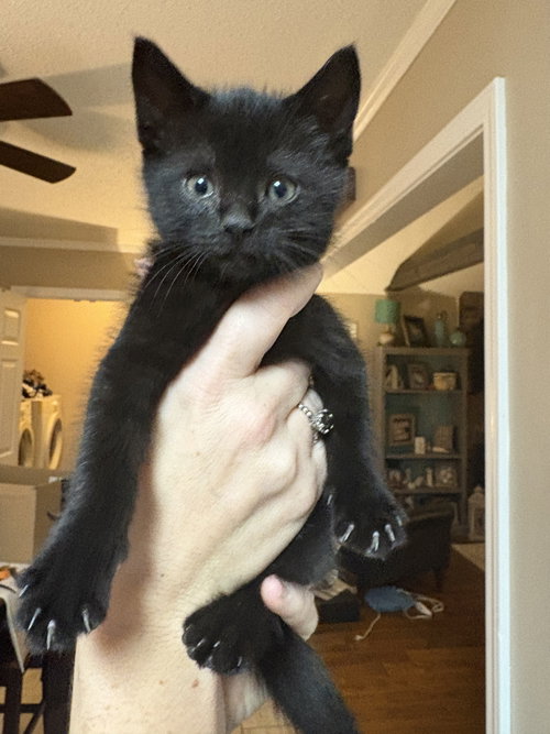 picture of the cat needing adoption
