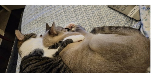 picture of the cat needing adoption