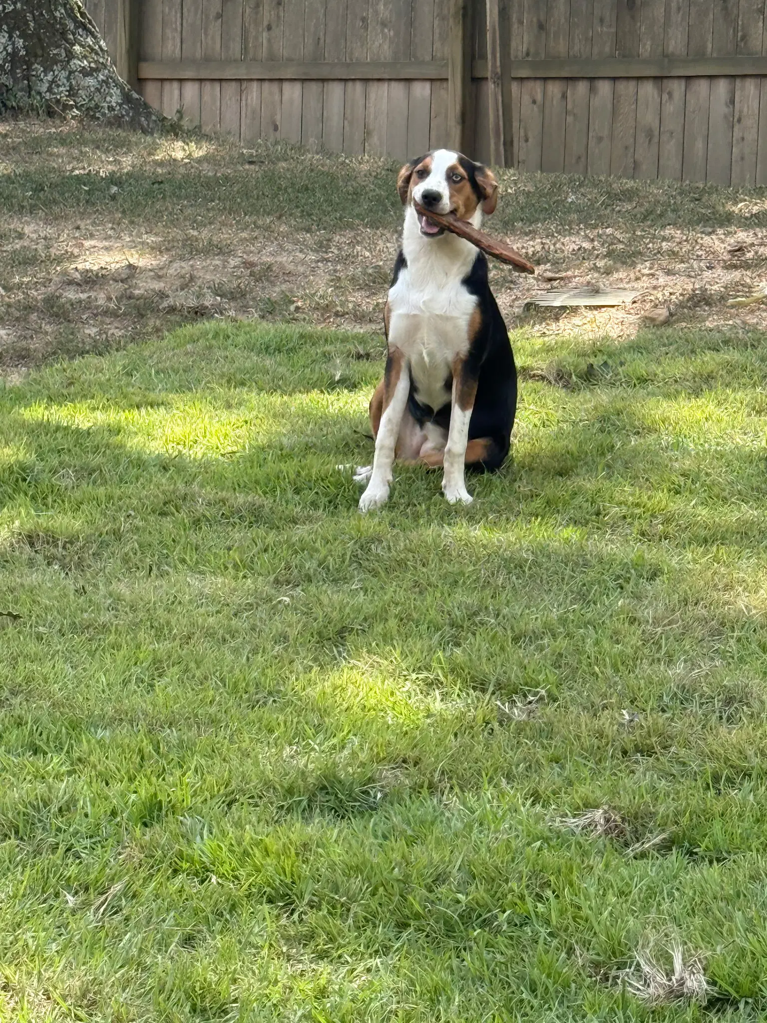 Zcl-D-Xochita Flower - Mountain Dog