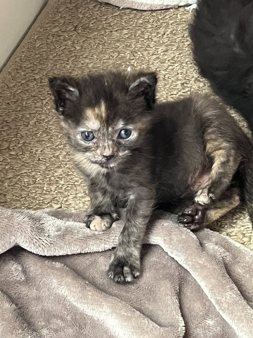 Muffin, an adoptable Domestic Short Hair in Horn Lake, MS