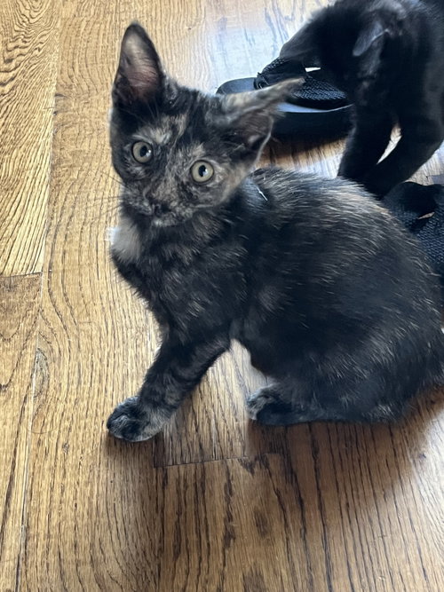 Muffin, Baby Domestic Short Hair (short coat), cat for adoption in Collierville, Tennessee