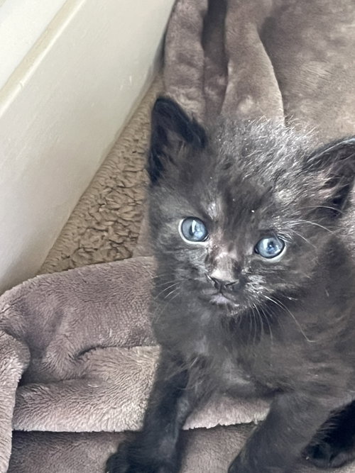 Cocoa, an adoptable Domestic Short Hair in Horn Lake, MS