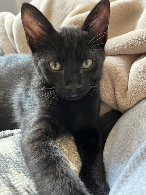 Cocoa, Young Domestic Short Hair (short coat), cat for adoption in Collierville, Tennessee