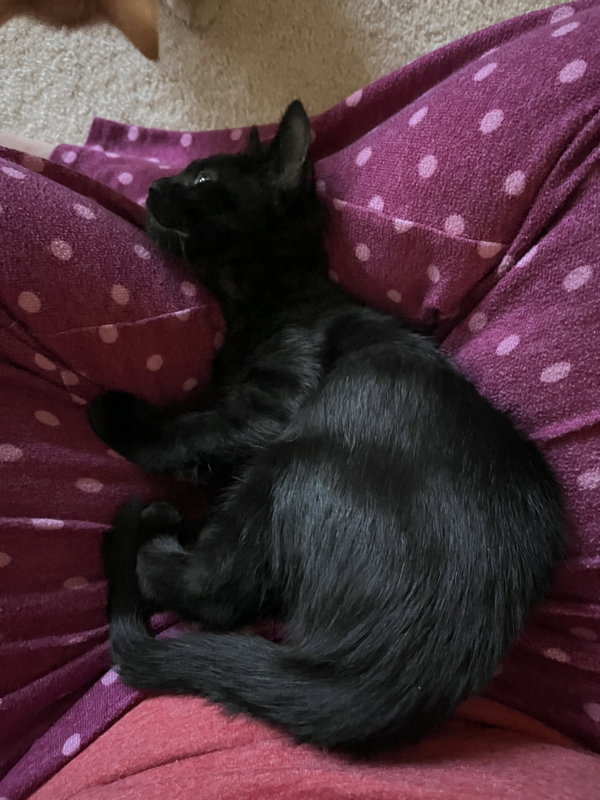 Cocoa