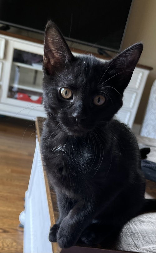 Cocoa