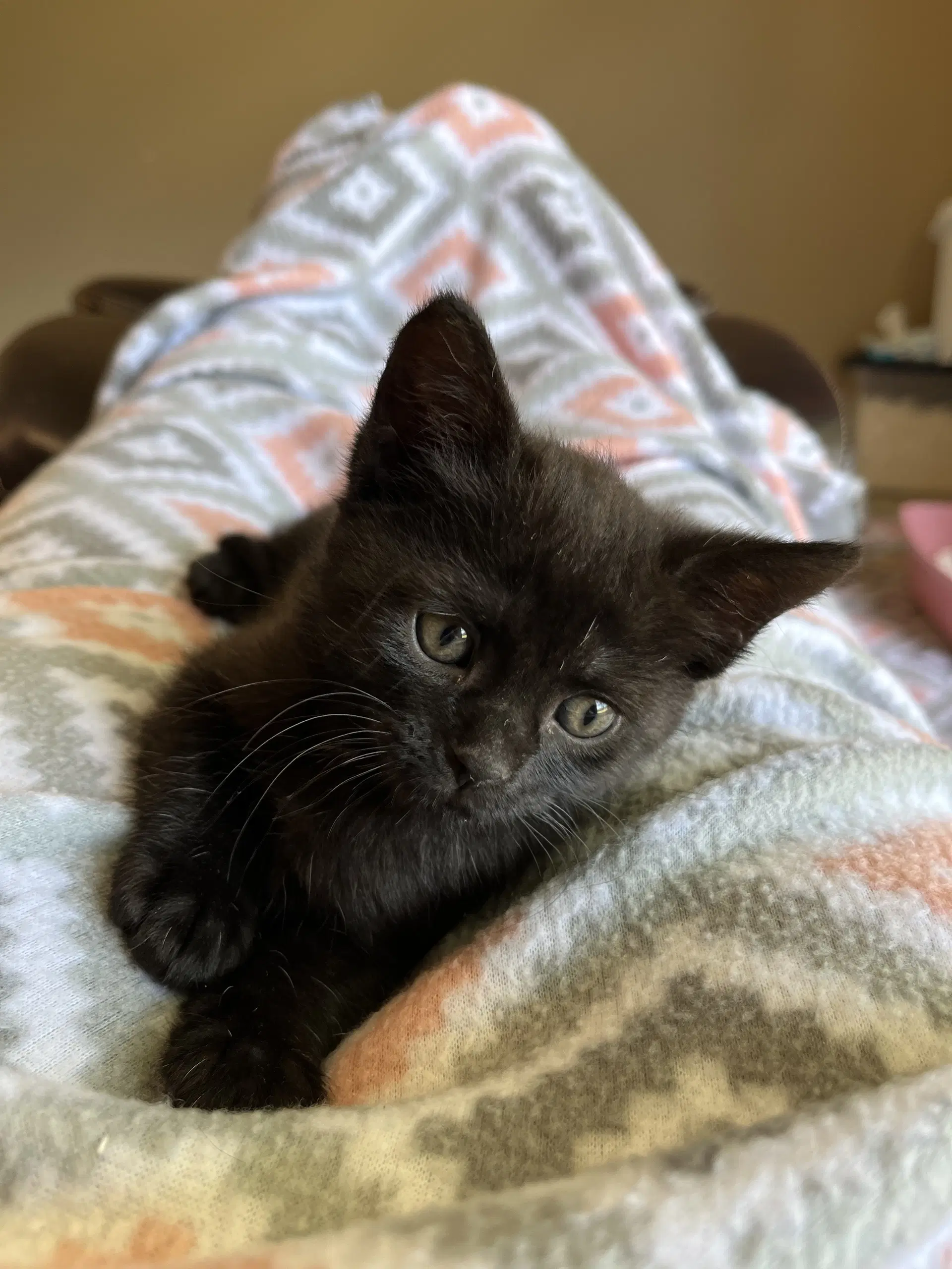 Bean - Domestic Short Hair