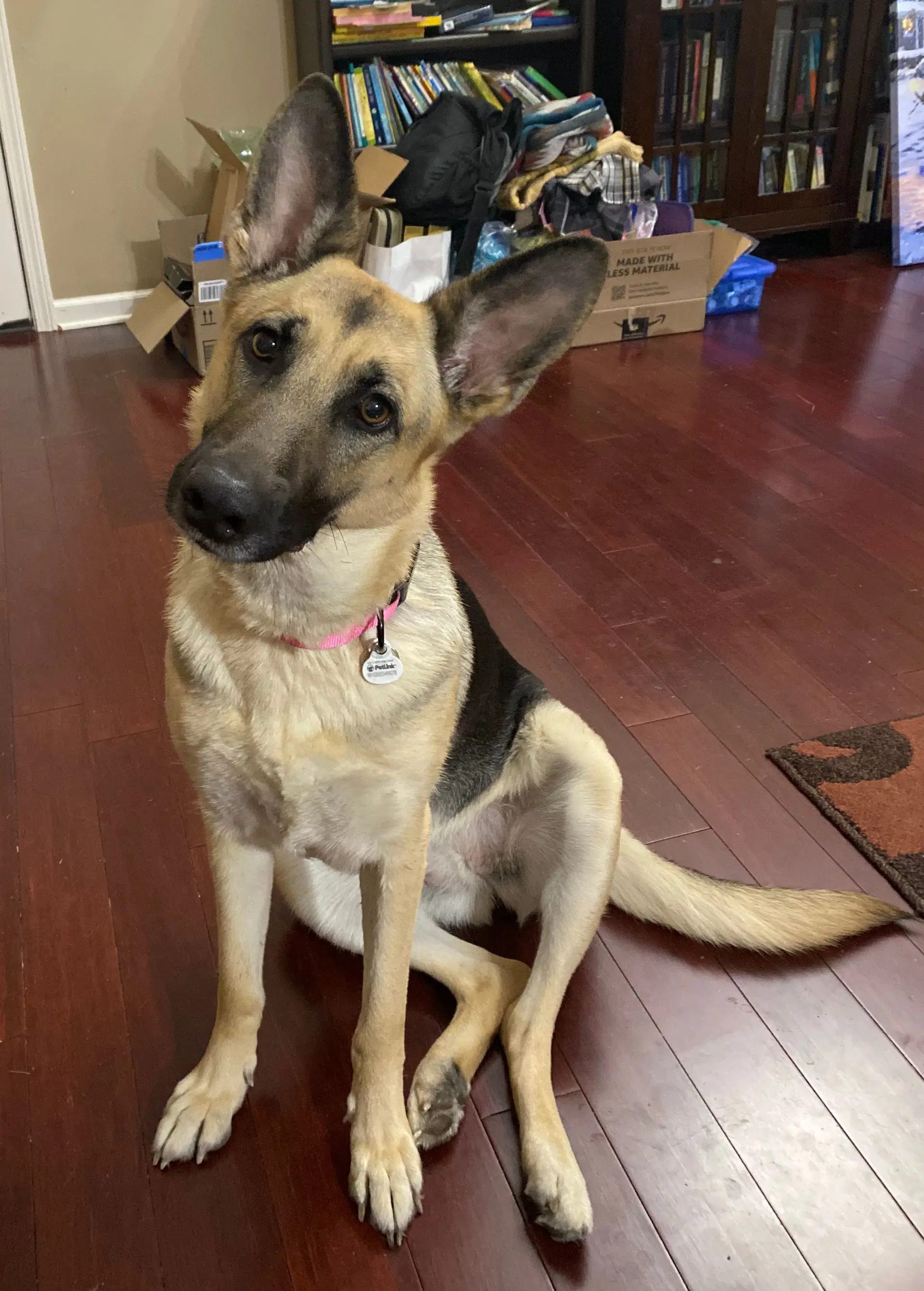 Zcl-D-Angel - German Shepherd Dog
