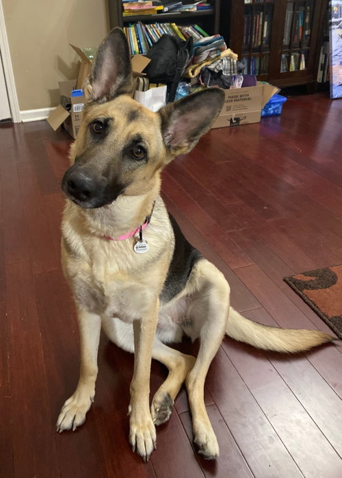 ZCL-D-Angel, an adoptable German Shepherd Dog in Horn Lake, MS