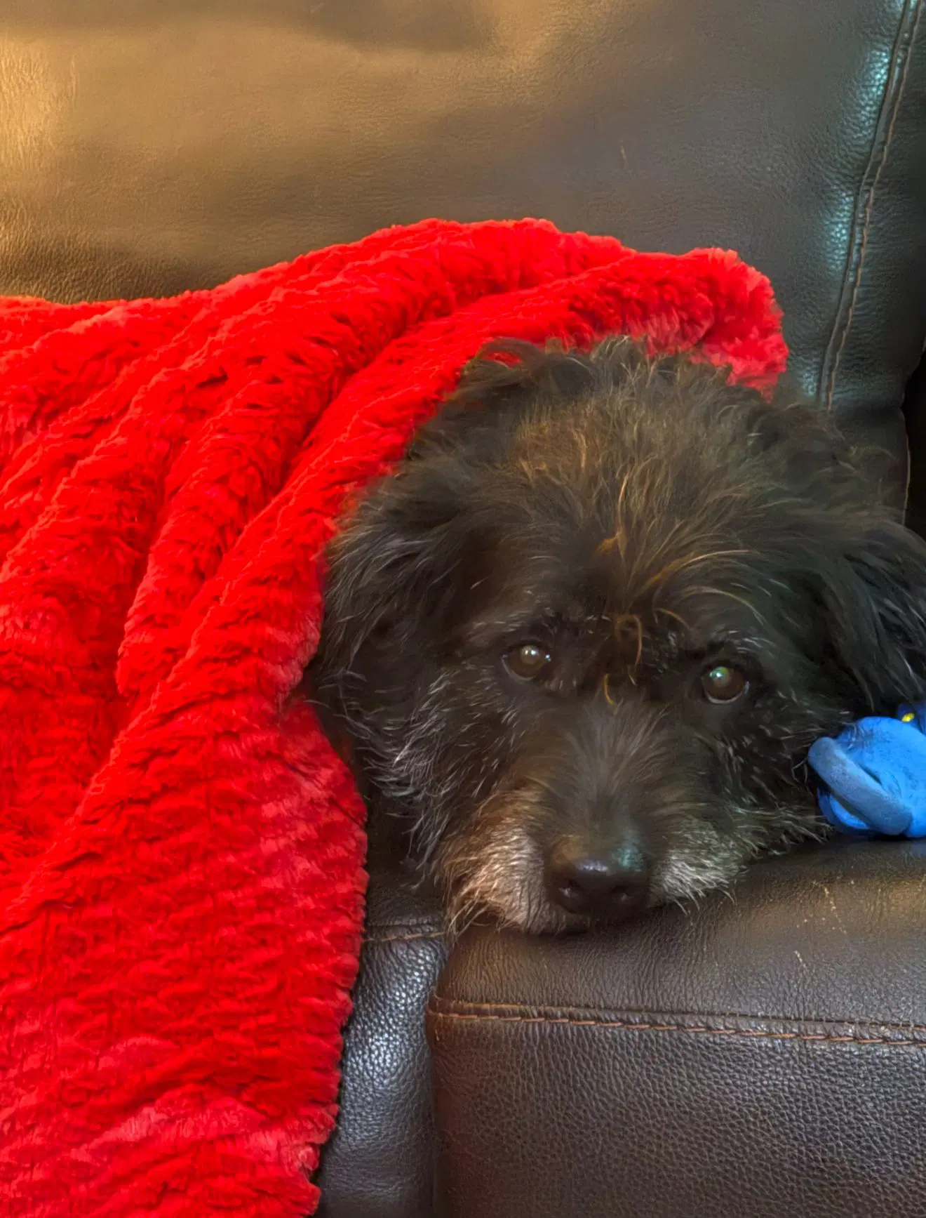 Zcl-D-Mollie - Schnauzer