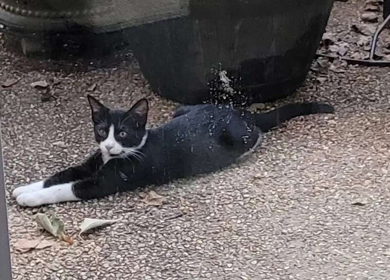 Bruce - Domestic Short Hair