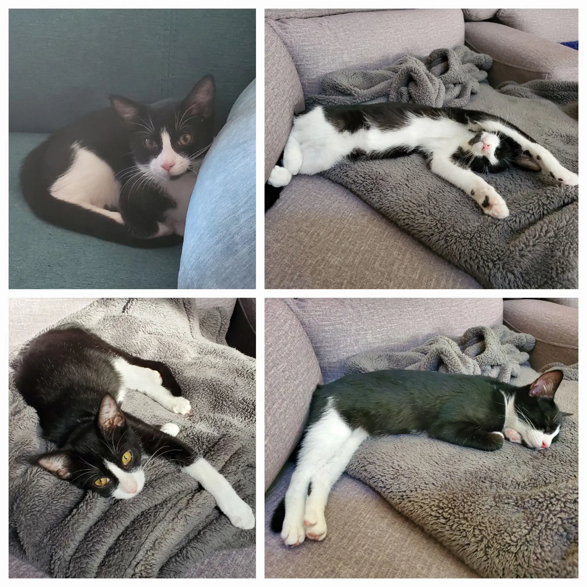 Minnie - Domestic Short Hair