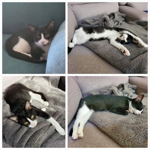 Minnie, a cat for adoption from Desoto Animal Rescue Society