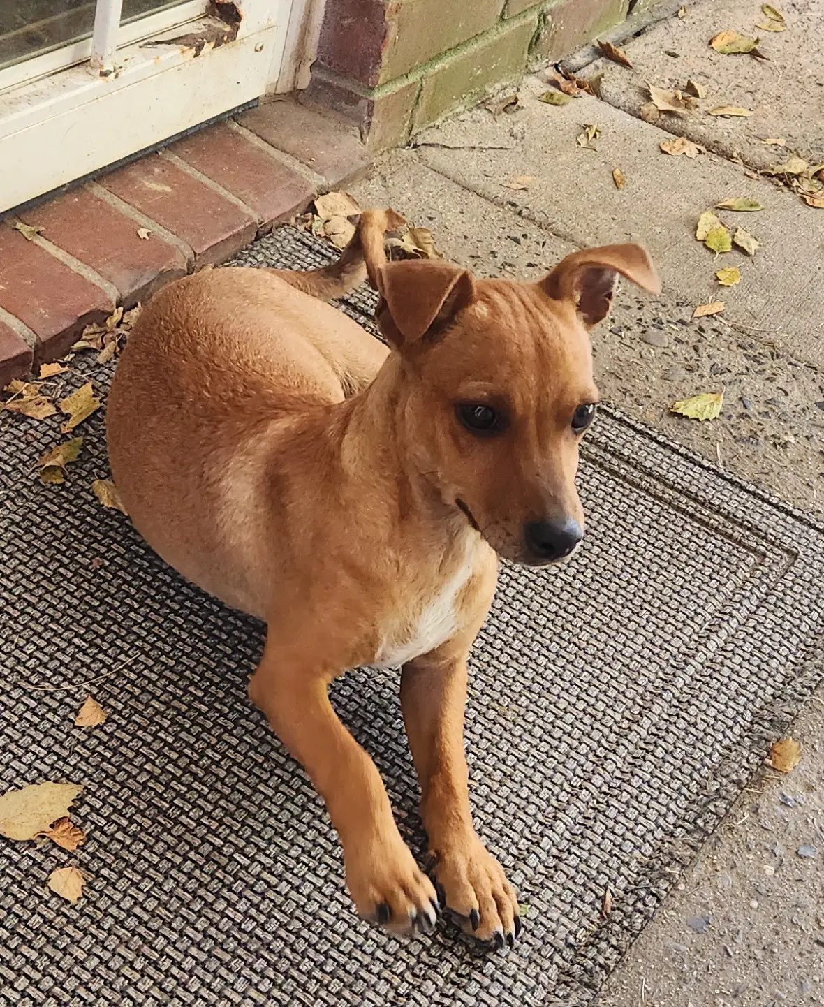 Zcl-D-Dachshund Chihuahua Mix image 2