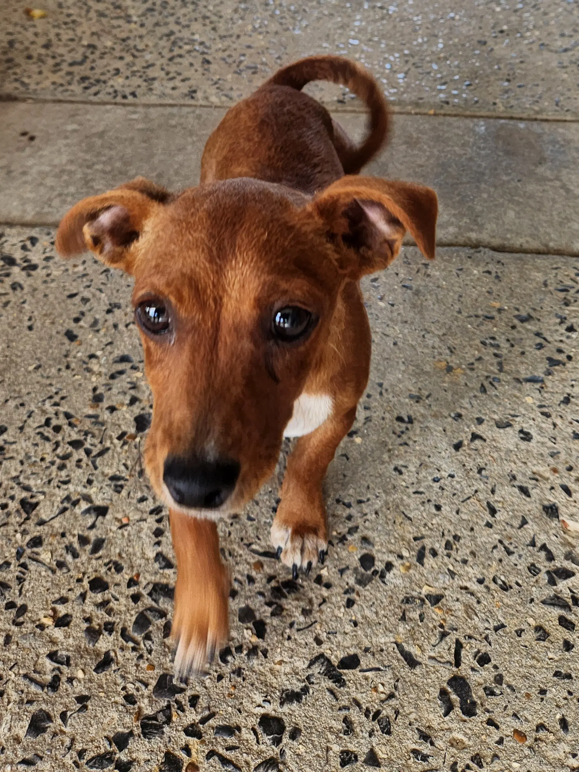 Zcl-D-Dachshund Chihuahua Mix image 3