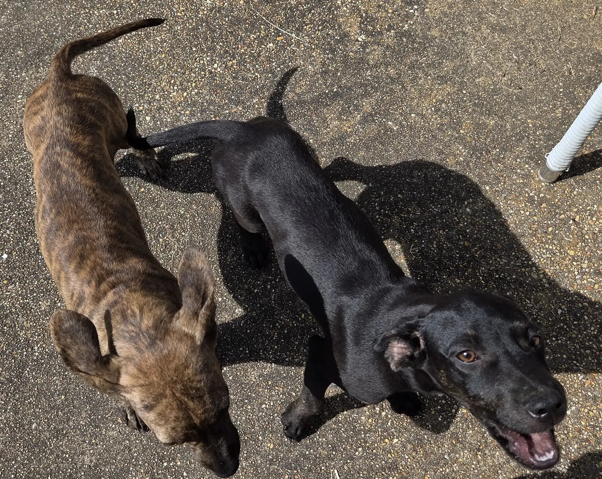 Zcl-D-Brindle image 2
