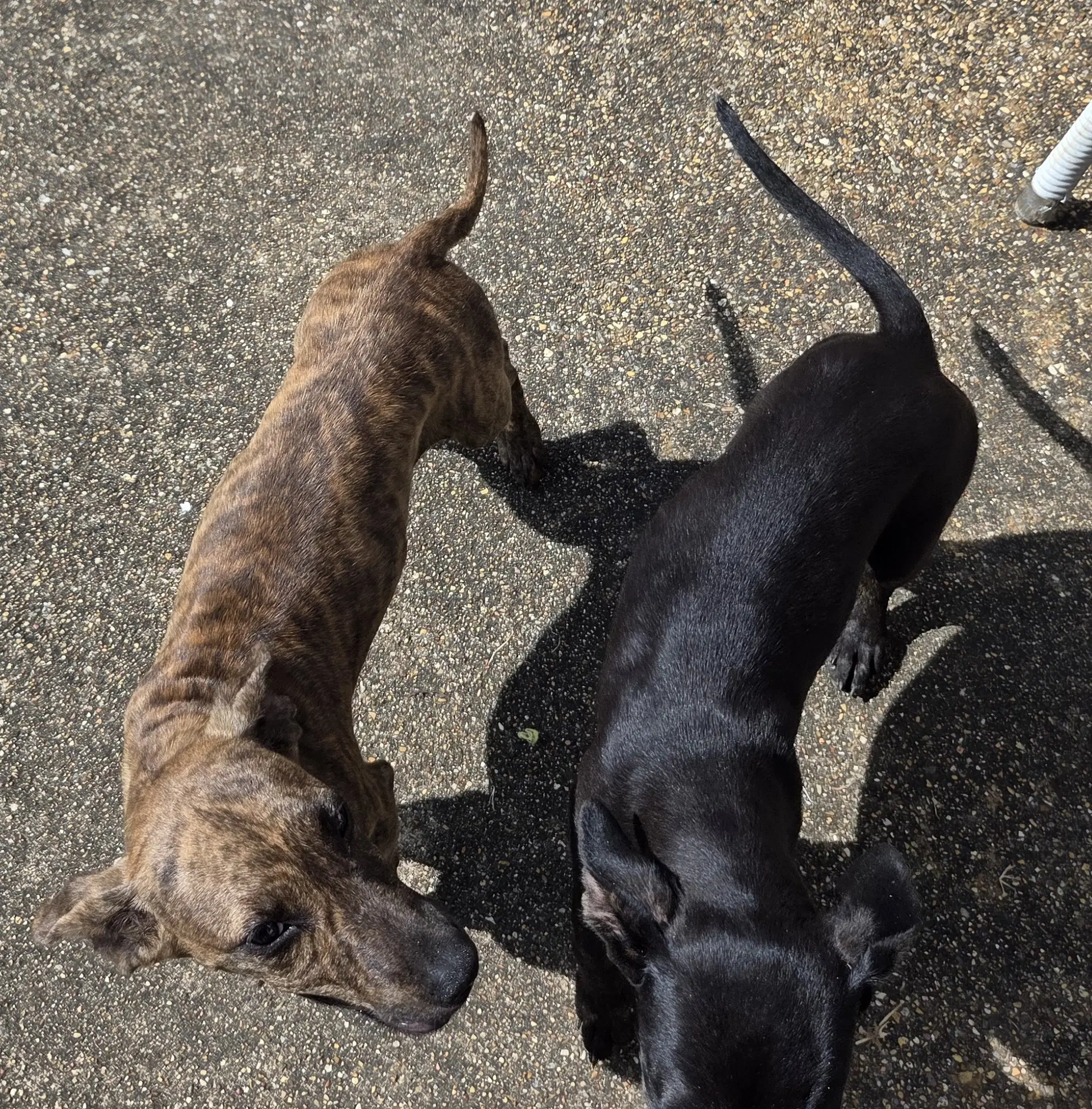 Zcl-D-Brindle image 4