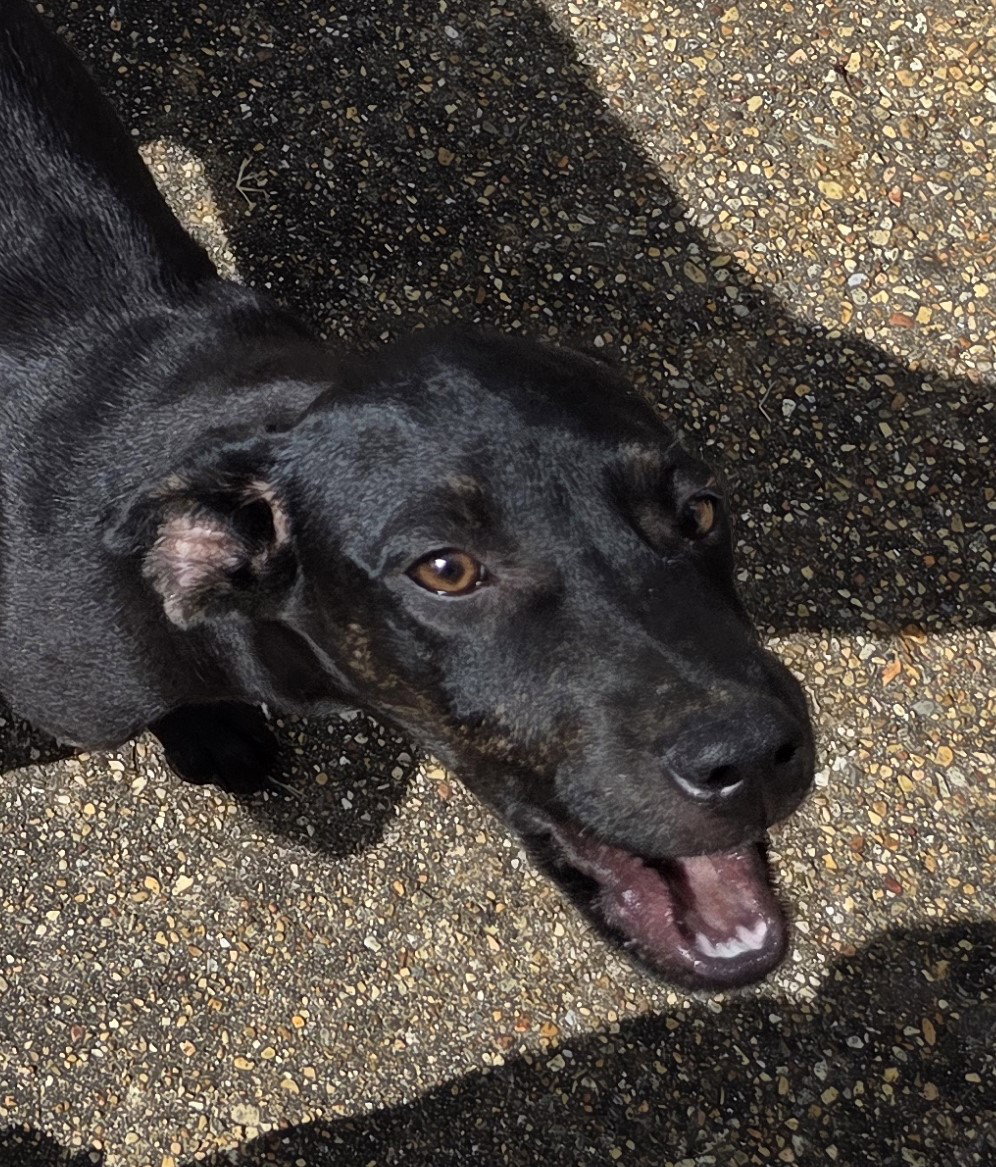 ZCL-Black lab mix, Labrador Retriever