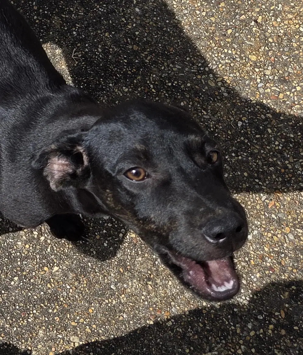 Zcl-Black Lab Mix - Labrador Mix