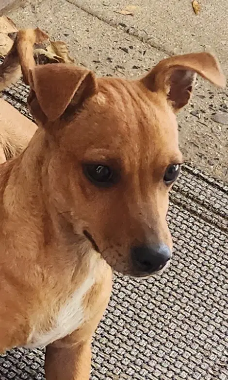 Zcl-D-Dachshund Mix - Dachshund