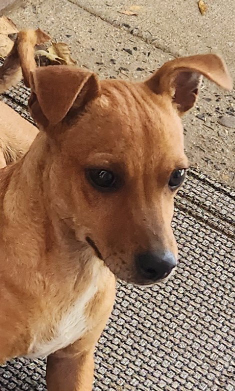 picture of the dog needing adoption