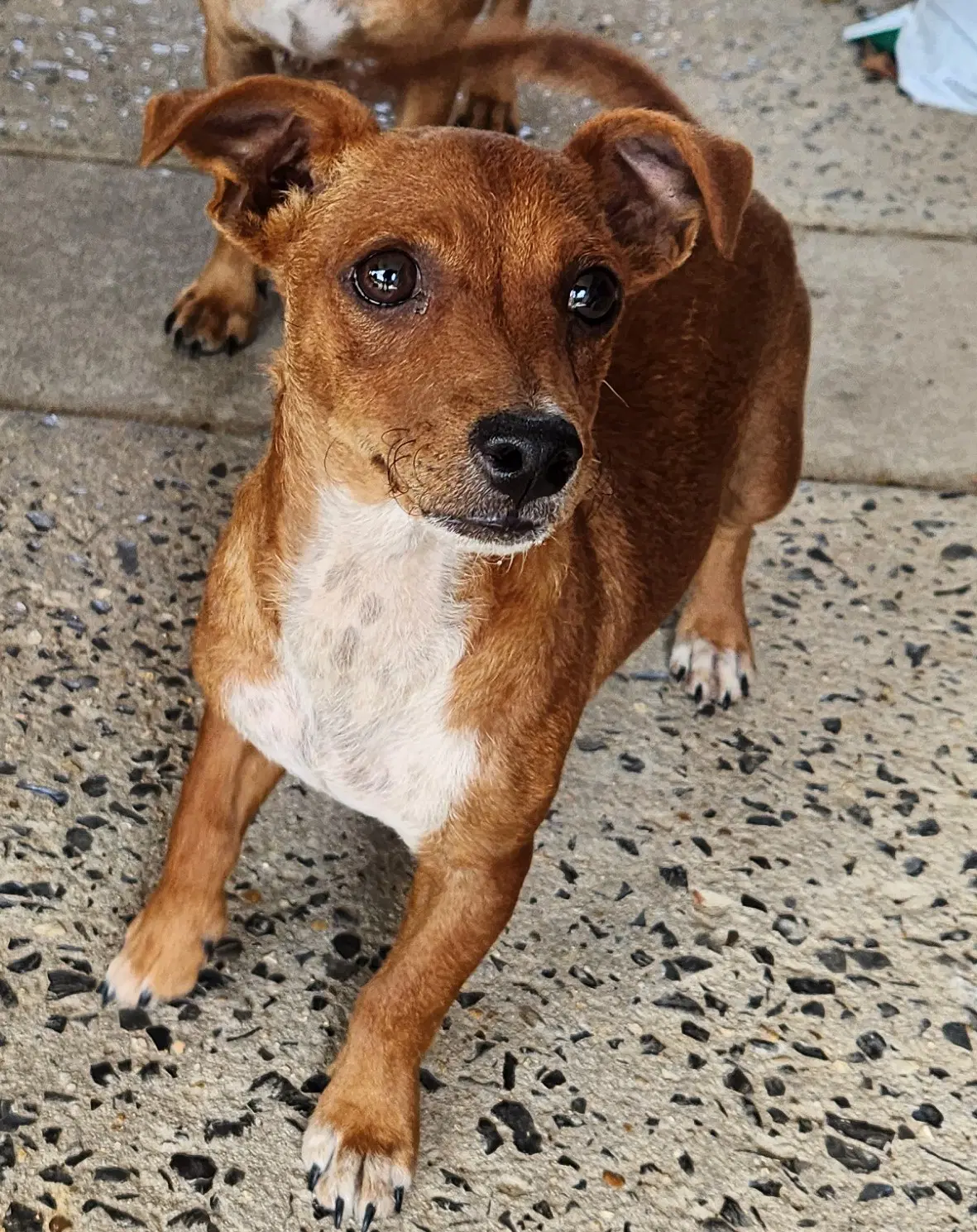Zcl-D-Dachshund Mix image 2