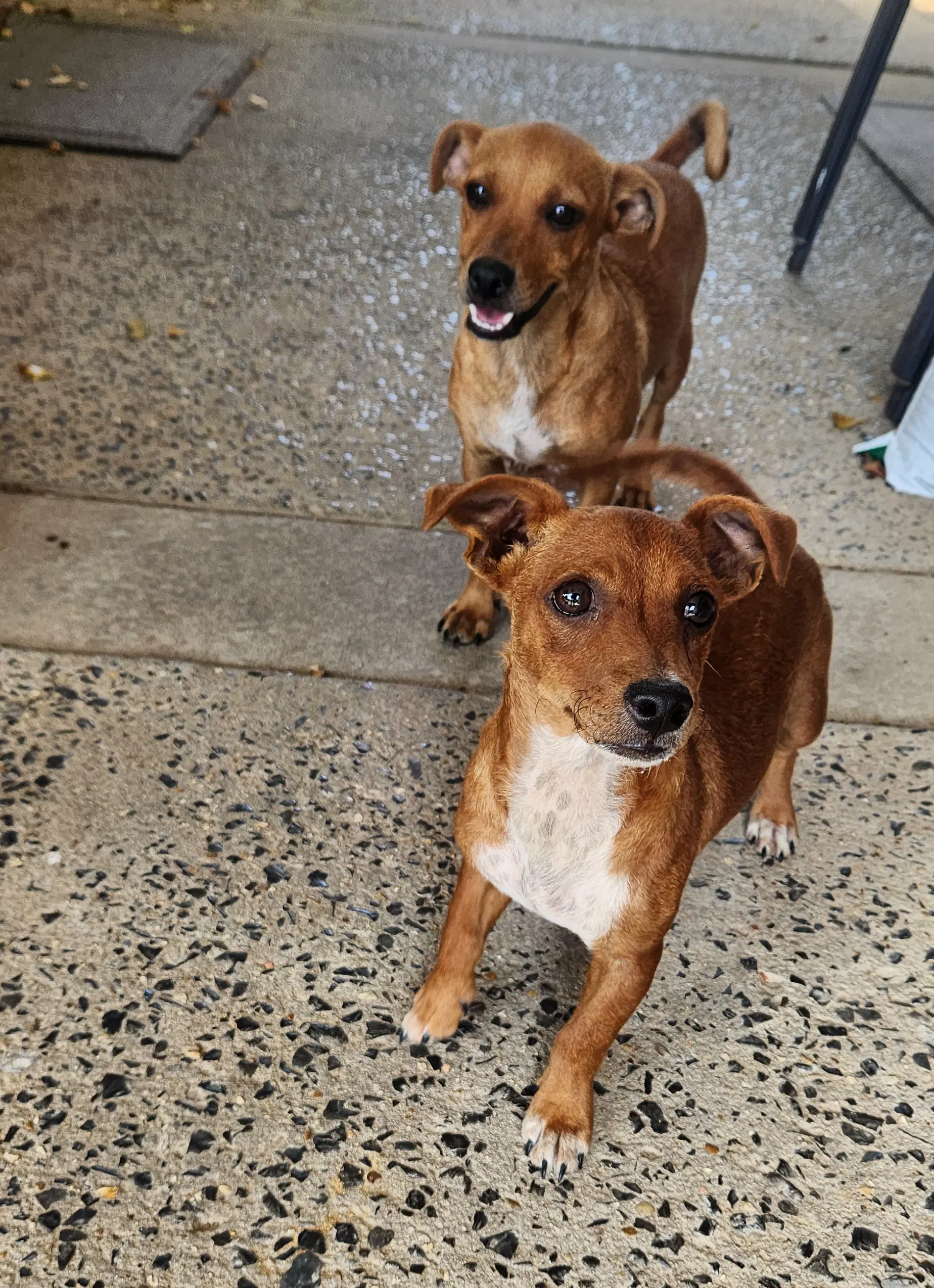 Zcl-D-Dachshund Mix image 3