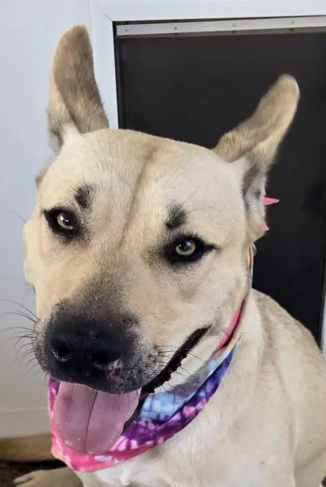 Zcl-D-Luna - German Shepherd Dog