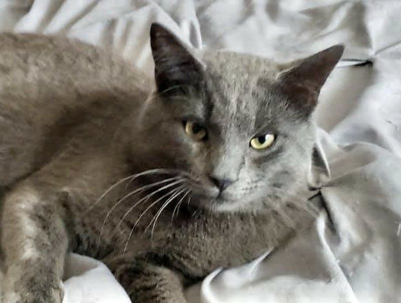adoptable Cat in Knoxville, TN named Braxton