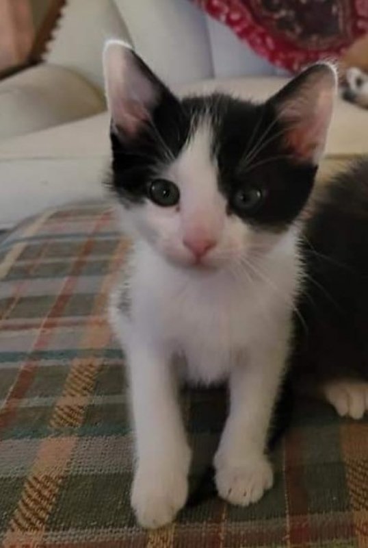 adoptable Cat in Knoxville, TN named Bobby Kitten