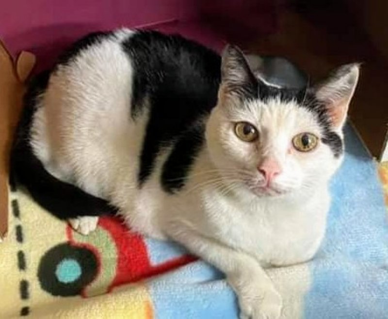 adoptable Cat in Knoxville, TN named Sassy Senior !Sponsored!
