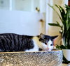 Tinkerbell - Photo 4