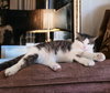 Tinkerbell - Photo 2
