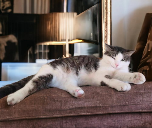TINKERBELL - Domestic Short Hair available for adoption