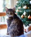 adoptable Cat in Knoxville, TN named Areo