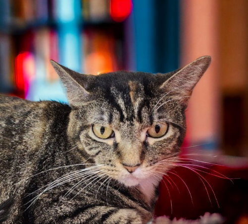 picture of the cat needing adoption