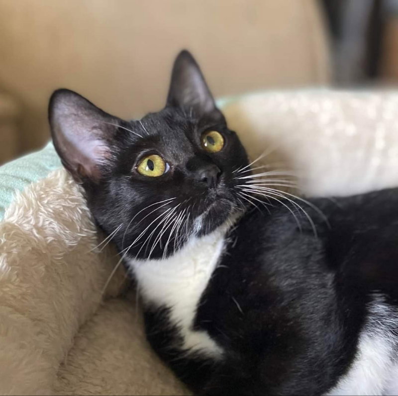 Cats for Adoption in Newport, Tennessee Alpha Paw