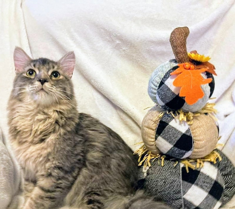 Cats for Adoption in Newport, Tennessee Alpha Paw