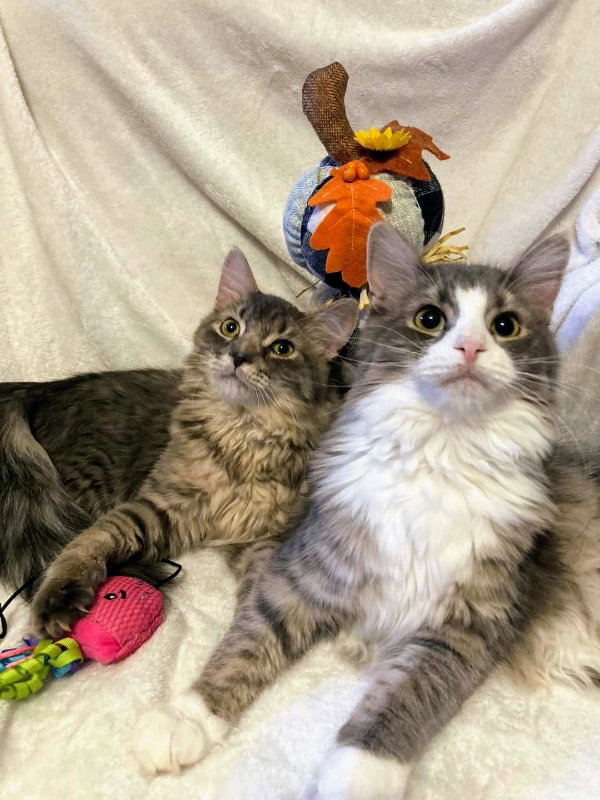 Cats for Adoption in Newport, Tennessee Alpha Paw