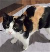 adoptable Cat in , TN named Momma girl