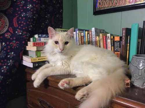 picture of the cat needing adoption