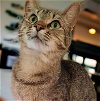 adoptable Cat in  named Brandy 
Sponsored Adoption Fee!